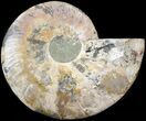 Cut Ammonite Fossil (Half) - Agatized #43648-1